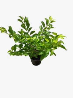 Duranta Repens Aurea - VallsGarden