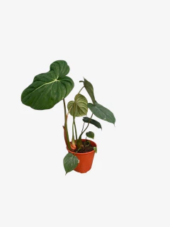 Philodendro Mcdowell - VallsGarden