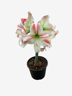 Amaryllis - comprar online