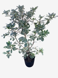 Pittosporum variegado - comprar online