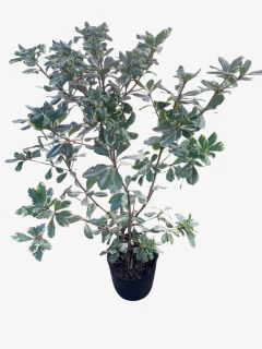 AZARERO VARIEGADO - comprar online