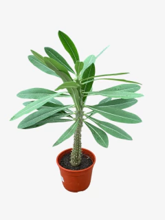 Pachypodium Horombensis - VallsGarden
