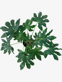 Aralia Sieboldii - comprar online
