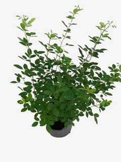Lespedeza Thunbergii - tienda online
