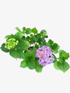 Hortensia Rosada - VallsGarden