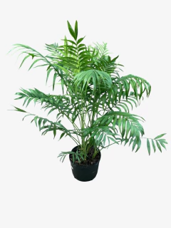Chamadorea - tienda online