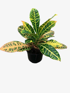 Crotón Hibrido - VallsGarden