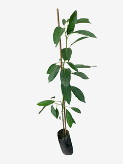 PALTA INJERTADA - comprar online