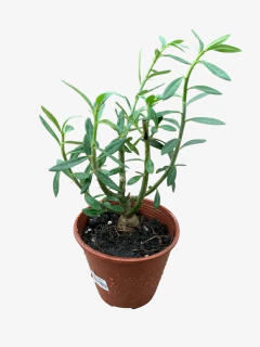 Pachypodium Lameri