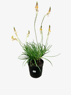 Bulbine Caulescens