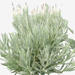 Lavanda Lanatta - comprar online