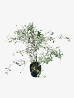 Ligustrum Sinense Variegata Alba - comprar online