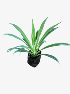 Beschorneria Yucoides - tienda online