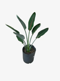 Strelitzia reginae en internet