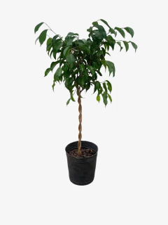 Ficus Benjamina trenzado Topiario en internet