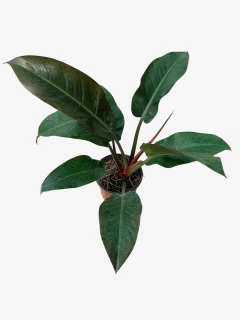 Philodendro Imperial Red - VallsGarden