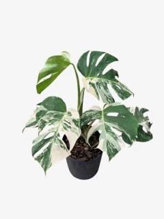 Monstera Variegada - comprar online