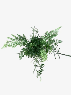 Helecho Pteris en internet