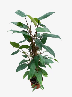 Philodendro Sanguineo - VallsGarden