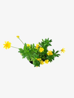 Euryops Verde - comprar online