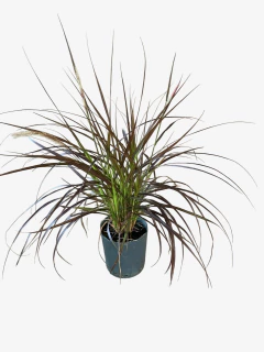 Pennisetum Setaceum Rubrum - VallsGarden