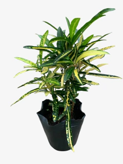 Croton Fideo - VallsGarden