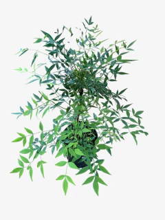 Nandina Domestica Aurea - VallsGarden