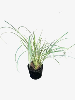 Miscanthus Sinensis Cabaret - comprar online