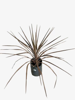 Cordyline australis rubra (dracena) en internet