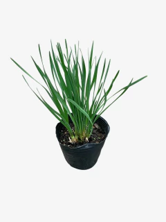 Tulbaghia violacea - comprar online