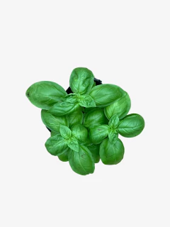 Albahaca - comprar online