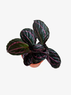 Calathea Dottie - comprar online