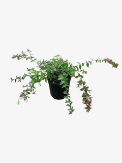 Abelia Grandiflora Hibrida "Edward Gauche"
