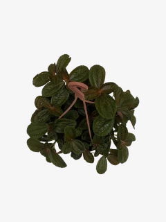 Pilea Repens Bronce