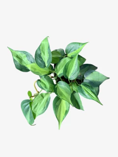 Cordatum Brasilero - comprar online