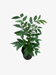 Lluvia de oro - comprar online