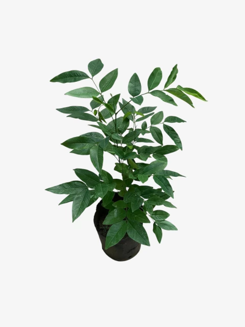 Lluvia de oro - comprar online