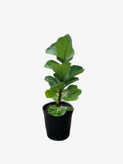 Ficus Pandurata Bambino - tienda online