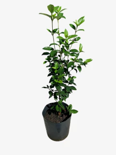 Laurentino - tienda online