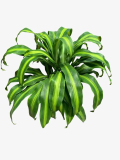 Dracena Masageana - VallsGarden