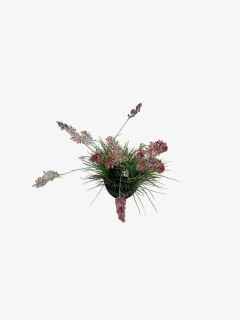 Melinis Repens - tienda online