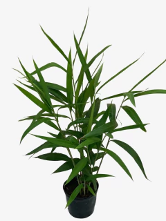 Alpinia Galanga - tienda online