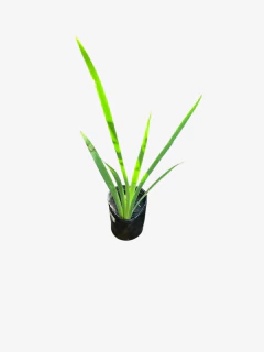 Iris Luisiana - tienda online