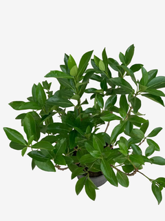 Viburnum Odoratissimum - VallsGarden