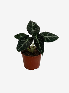 Alocasia Black Velvet - comprar online