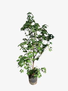 Liquidambar Styrasiflua - VallsGarden