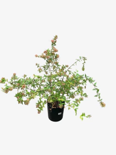 Abelia Grandiflora Aurea