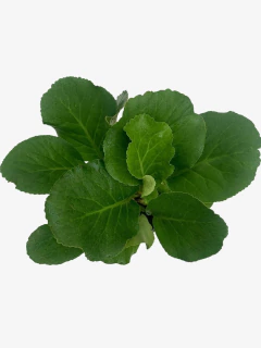Bergenia Cordifolia - tienda online