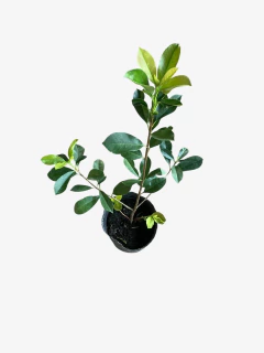 Photinia en internet