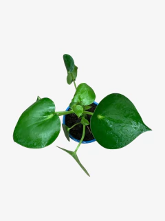 Pilea Polybotrya Kunt en internet